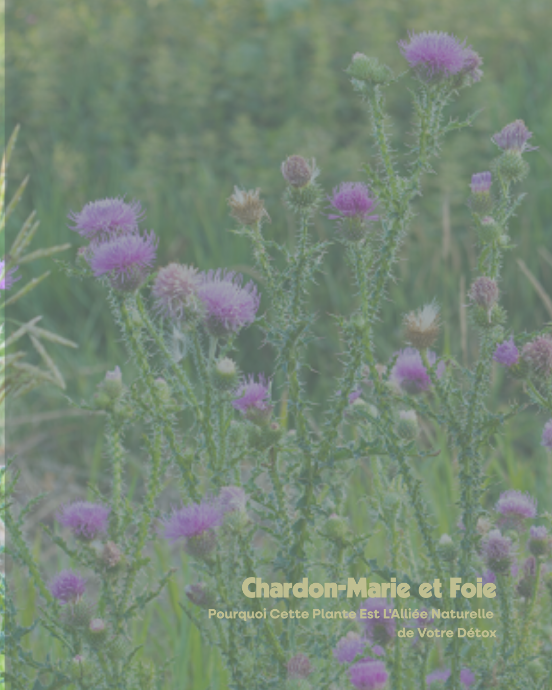 Chardon-Marie et Foie : Pourquoi Cette Plante Est L'Alliée Naturelle de Votre Détox